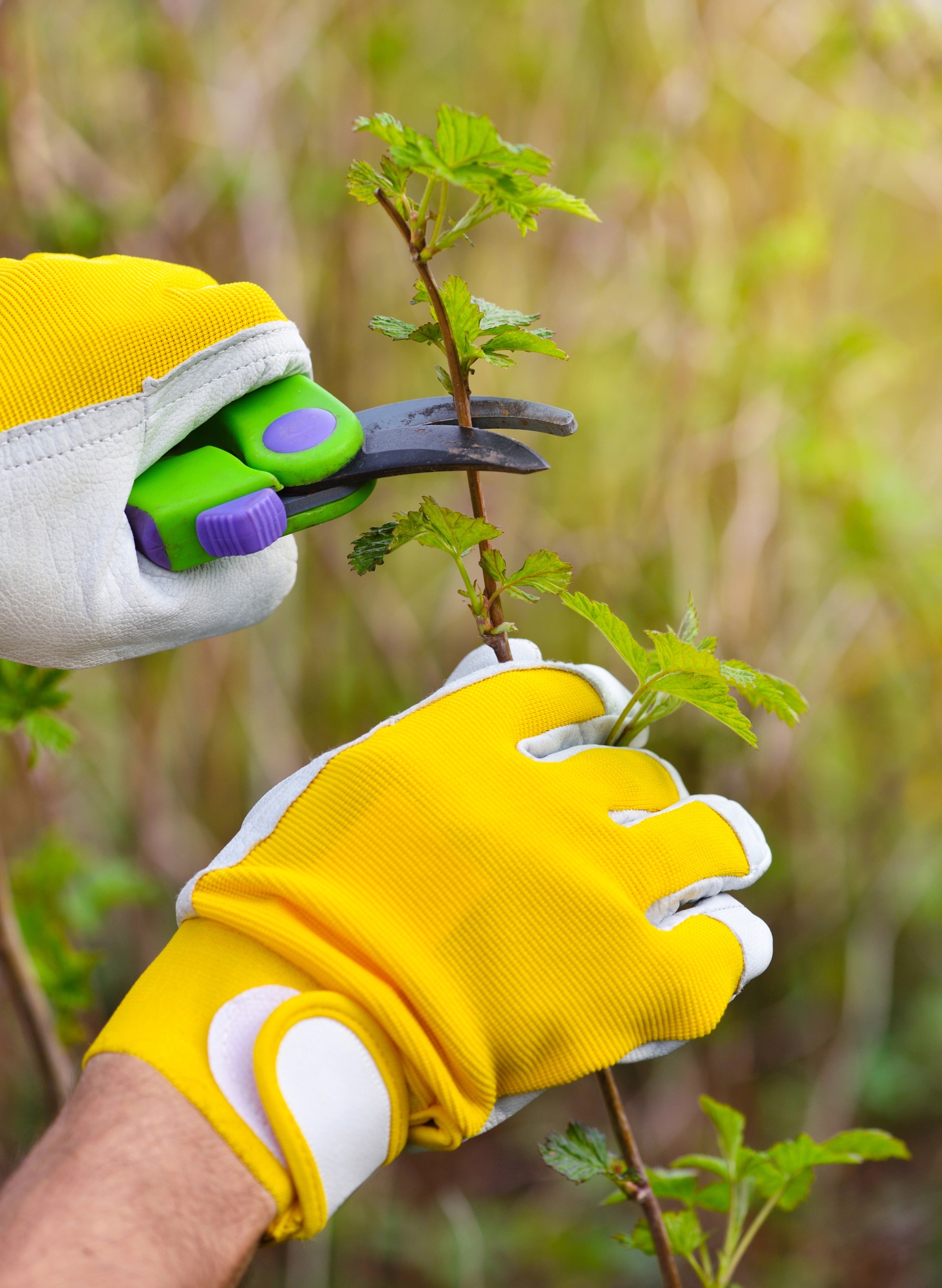 Spring pruning the bush. Hands of gardener in gloves with secateur