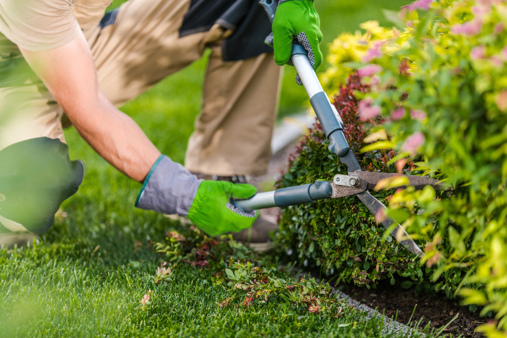 Spring Time Garden Plants Trimming Maintenance